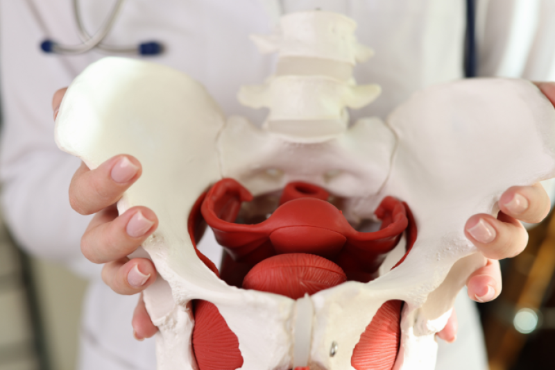 Anatomical model of the pelvic floor muscles held by a healthcare professional in a white coat.
